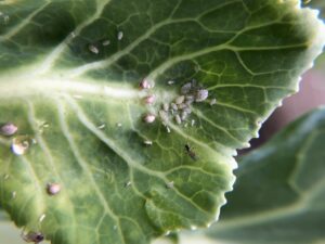 Multiple Cabbage Aphids on a leaf