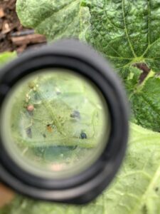 small insects under hand lens on cucumber leaf