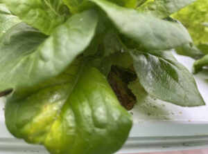 NFT Lettuce 2