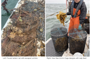 Lantern net and urchin cages