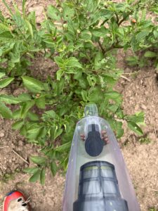 Vacuuming Colorado Potato Beetles to remove from potato plants