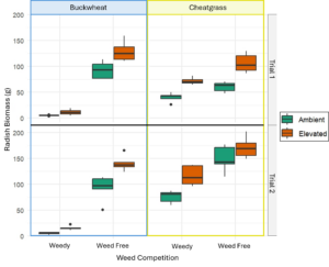 Radish Biomass in Weedy vs Weed Free Treatments in Cheatgrass and  Buckwheat under Elevated and Ambient