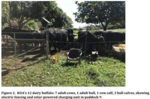 KOAFARMSWaterBuffaloHerd2022