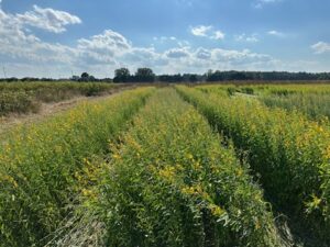 Weed Zapper one pass over sunn hemp cover crop.