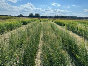 Weed Zapper two passes over sunn hemp cover crop.