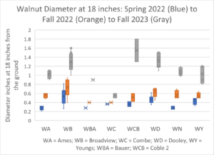 Diameter of walnut 18 inches from the ground when planted (April 2022), in October 2022, and in October 2023.