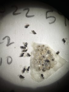 An egg mass with parasitoid wasps that have hatched