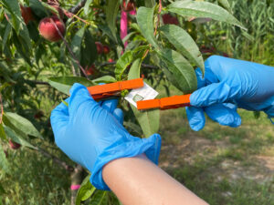 Deploying an egg mass in a peach orchard
