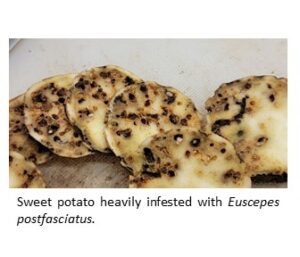 Weevil damaged sweet potato