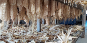 Drying corn