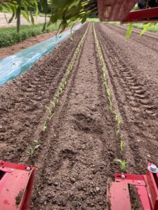 Corn being transplanted 