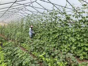 person in high tunnel with cucmbers