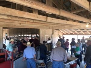 Attendees of the wool sheep genetic improvement field day observe Dr. Redden describing electronic identification technology.