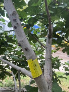 insect nymphs on fig tree, with yellow sticky tape barrier