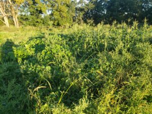 Lots of weeds with zucchini, acorn squash, and sweet corn plants scattered throughout