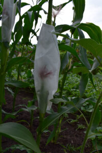 Hand pollinated Avati Moroti Mita maize growing inside a bag.  Photo by Gerardo Morales