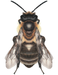 Detailed illustration of Solitary Mining Bee