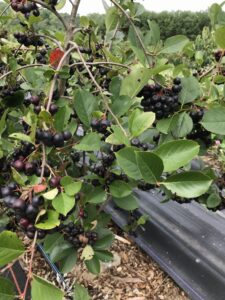 aronia fruit
