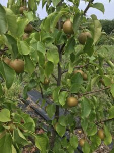 Asian pear fruits