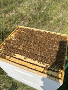bee hive open