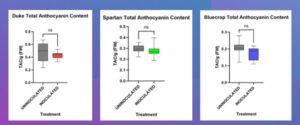 Boxplot showing effect of mycorrhizal fungi inoculation on blueberry cultivars