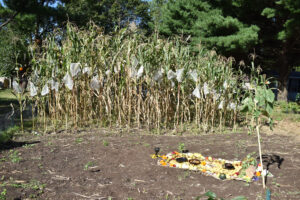 Holding space for cultural practices and ceremony when working with heritage corn.  Photo by Gerardo Morales