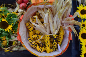 24 pounds of Avati Moroti Mita corn seed were collected in 2022.  Photo by Gerardo Morales