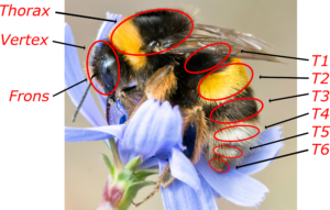 Bumblebee Identification