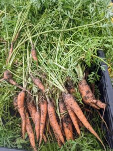 Carrots harvested as part of YMCA-NKC Giving Grove project