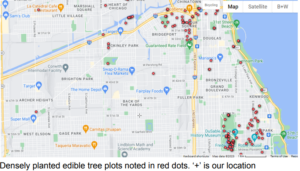 Densely planted edible tree plots noted in red dots. ‘+’ is our location