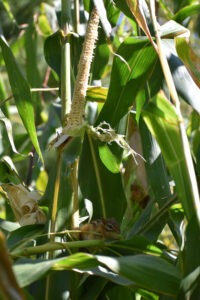 Critters and climate adversities are a real challenge for backyard plots.  Photo by Gerardo Morales 