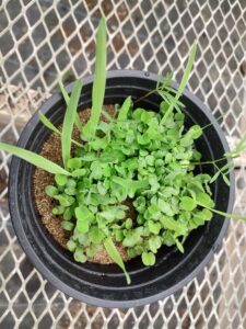 Closeup of week 1 pot culture inoculum