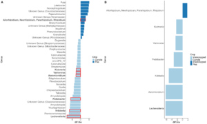 Differentially abundant bacteria seen between A) monoculture canola and pea and B) intercropped canola and pea.