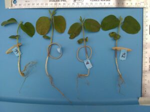 Harvested Plants from Water Saturation Treatment