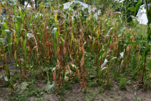 Avati Moroti Mita Maize ready for harvest at a backyard plot. Photo by Gerardo Morales