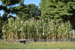 Bofo maize ready at harvest time in a backyard plot.  Photo by Gerardo Morales
