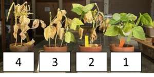 Image of four cowpea plants of varying disease level
