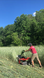 Project researcher and farmer Dylan Bruce crimping rye at his farm, Circadian Organics