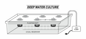 Deep Water Culture Design for teachers