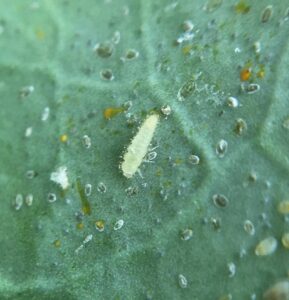 A light green Delphastus catalinae larva on a dark green collard leaf with orange droppings.