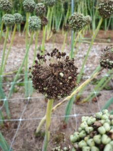 Diseased onion seed umbel