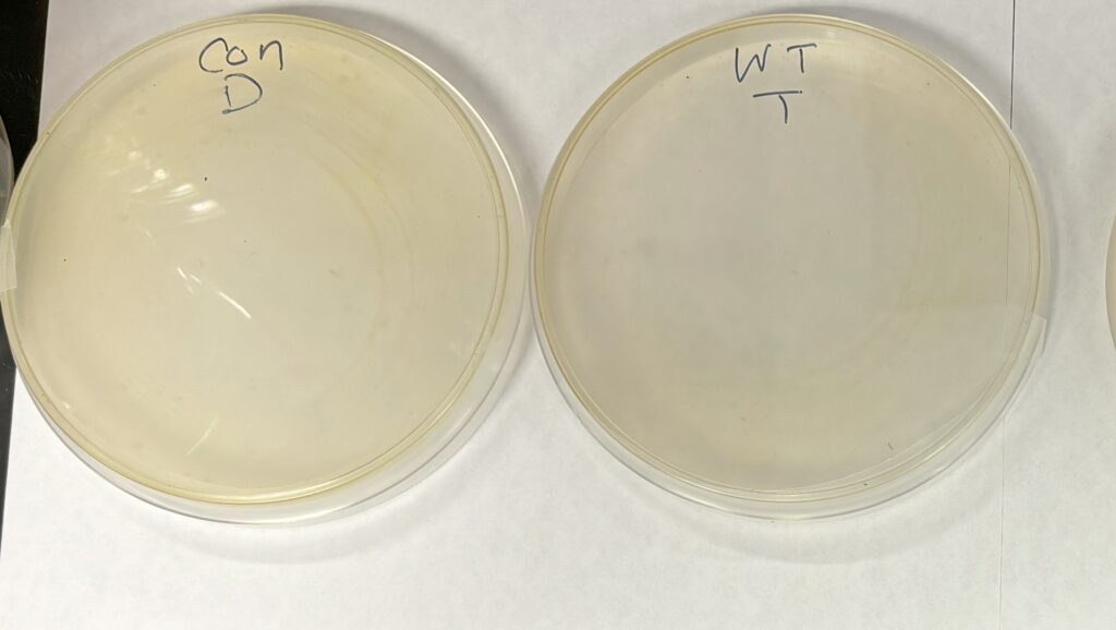 dried down metabolites for WT treated (DC3K) and control distal (upper leaf)