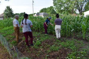 Explanation of hand pollinating technique at one of the research plots.