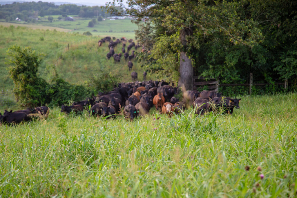 Lick Skillet Cattle Herd