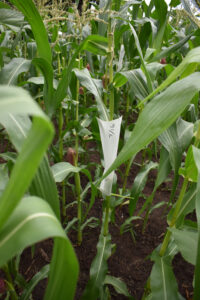 Avati Moroti Mita corn, hand pollinated, bagged and dated.