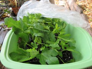 Fig cuttings growing in a plastic container.