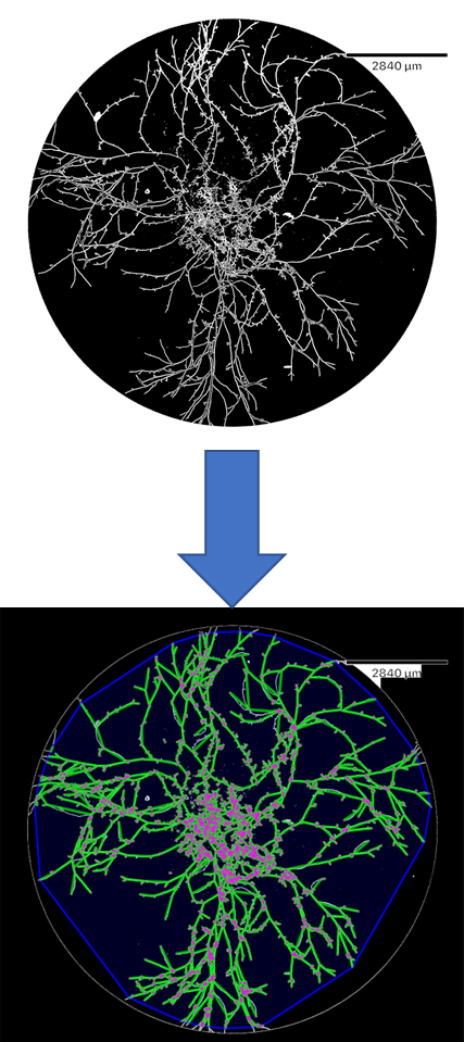 Workflow showing the raw image of stained Botrytis and the final mapped mycelium 