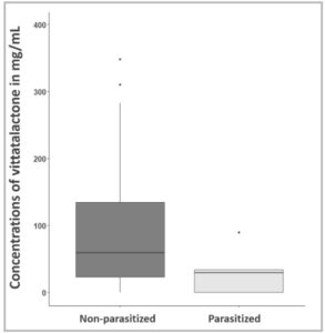 Figure 5 - Plot displays the concentrations of male A. vittatum pheromone (vittatalactone) measured in mg/mL between groups of non-parasitized (control) beetles (N = 23) and groups of parasitized beetles (N = 6). Groups of non-parasitized males released an median of 59.14 mg/mL of vittatalactone whereas groups of parasitized males released an median of median of 31.46 mg/mL of vittatalactone. Using a one-tailed Wilcoxon Rank Sum Test we found that these groups did not release different amounts of vittatalactone [N = 29, W = 86, P = 0.1866]. All statistical analyses were conducted using R and RStudio (Ver. 4.2.1; R Core Team, 2022). All figures were generated in RStudio using the ggplot2 package.
