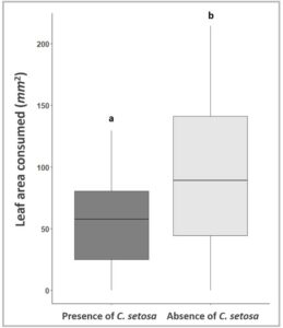 Figure 6 - Boxplot displays the leaf area consumed measured in mm2 between female adult A. vittatum beetles in the presence or absence of  C. setosa parasitoids. Using a two-tailed Wilcoxon Rank Sum Test we found that adult female A. vittatum beetles in the presence of C. setosa parasitoids consumed about 54% less leaf area than beetles in the absence of parasioitds [N = 58, W = 243, P = 0.011]. All statistical analyses were conducted using R and RStudio (Ver. 4.2.1; R Core Team, 2022). All figures were generated in RStudio using the ggplot2 package.