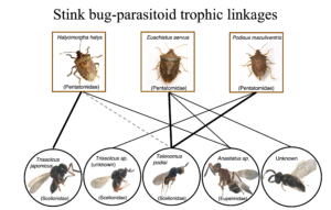 Stink bug-parasitoid trophbic linkages
